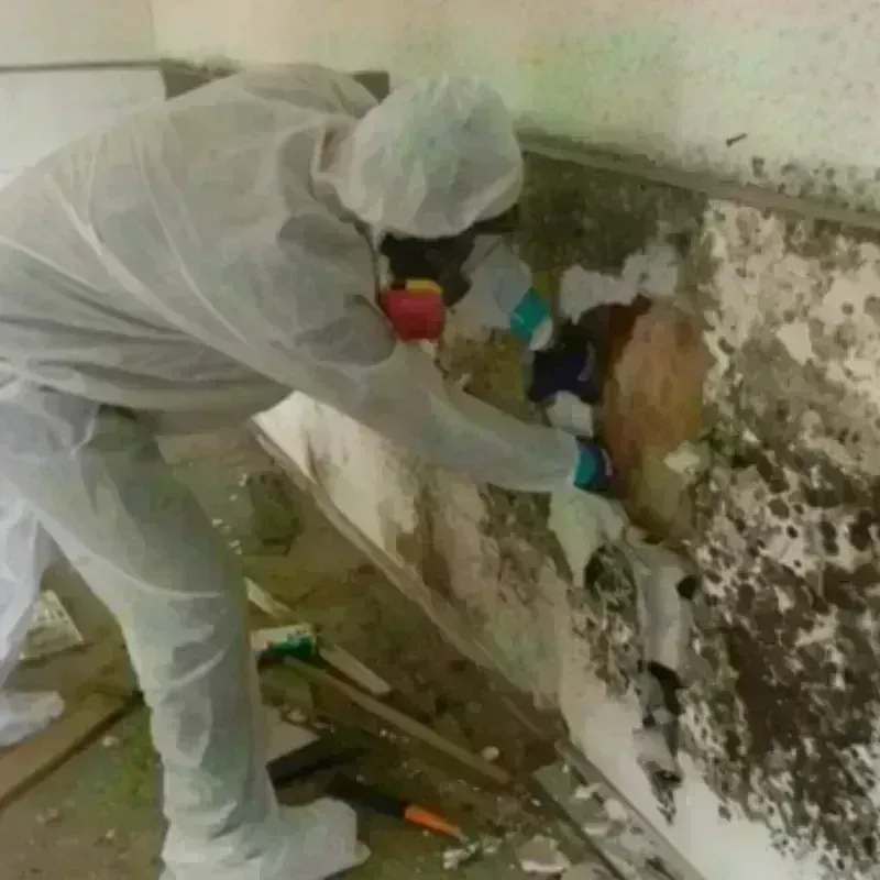 Mold Remediation and Removal in Franconia, VA